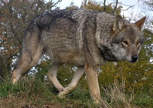 512px-Lunca-European-Wolf