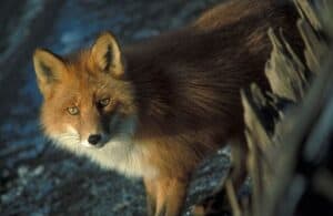 Polish Fox Animal