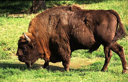 Wisent Poland