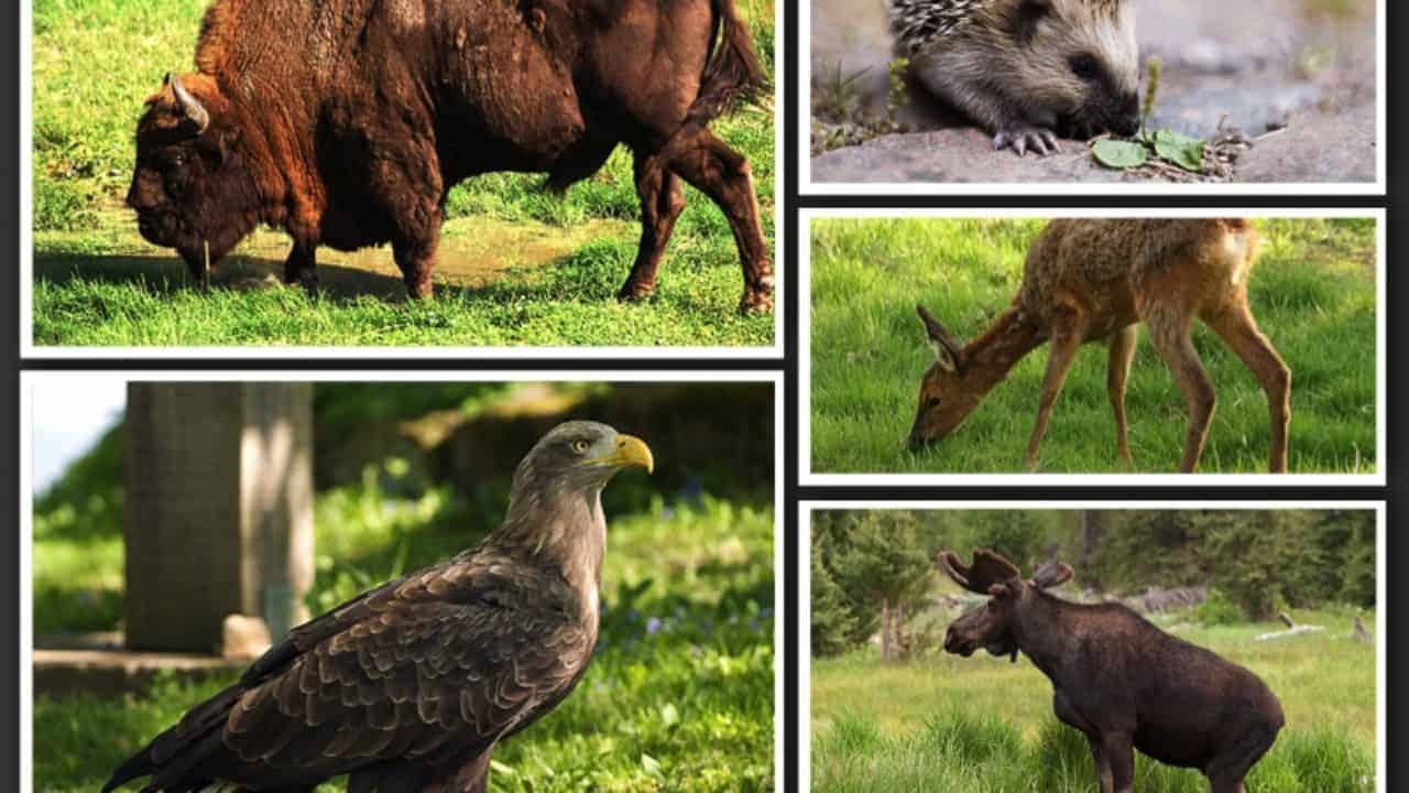 Top 10 Wild Animals in Poland | an Extraordinary List - Chido-Fajny