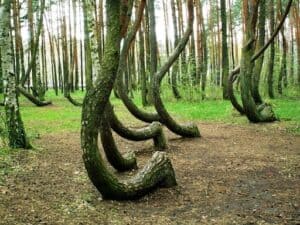 Crooked Forest Poland 2