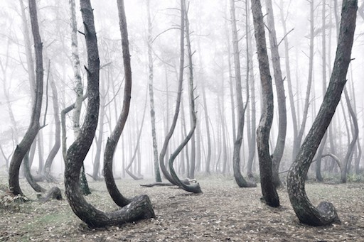 Crooked Forest Poland 4