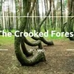 forest-thumbnail-copy
