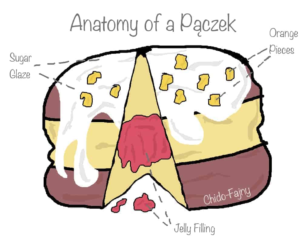 paczek-anatomy-white-min